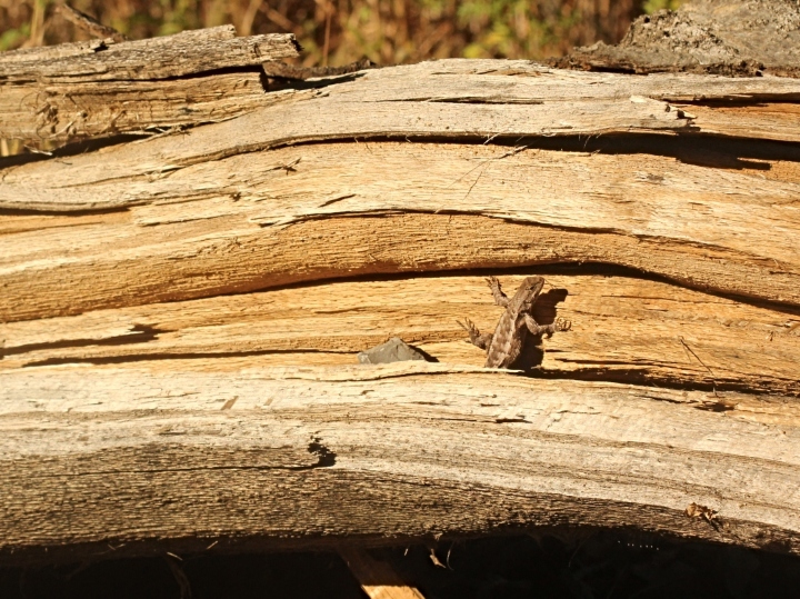 Eastern Fence Lizard